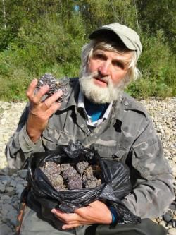 Шишки кедровые.